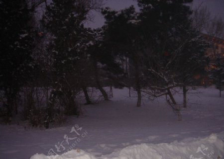 雪道边的雪松图片