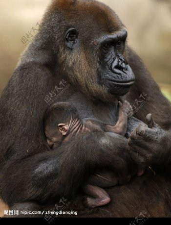 猩猩母子2图片