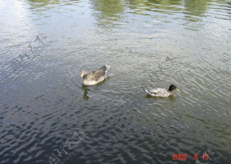 慕尼黑奥林匹克公园水面鸭子图片