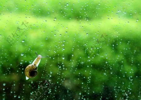 雨后蜗牛图片