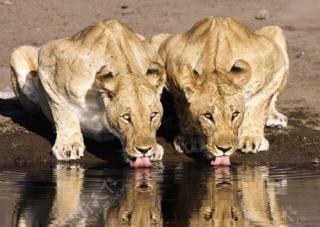 喝水中的狮子图片