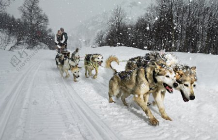 雪橇图片