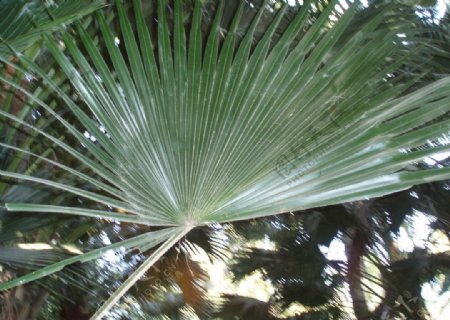 椰子叶图片