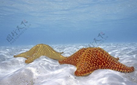 高清海洋动物图片