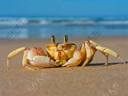 海边的螃蟹图片