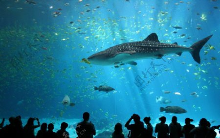 水族馆的大白鲨图片