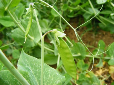 豌豆荷兰豆生长图片