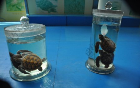 海龟标本图片