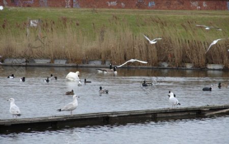 英国利物浦湿地鸟类图片