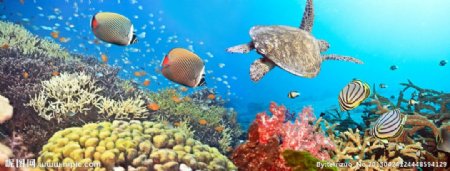 深海海龟鱼类畅游图片