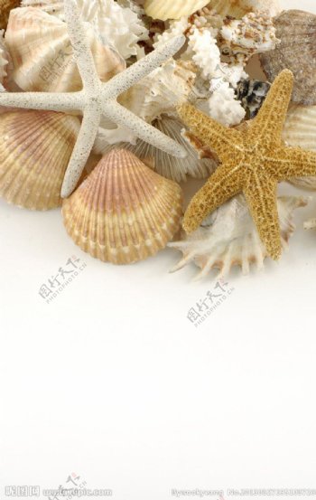 贝壳珊瑚海星图片