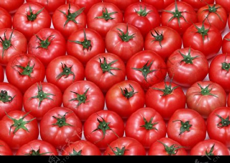 大西红柿排列图片