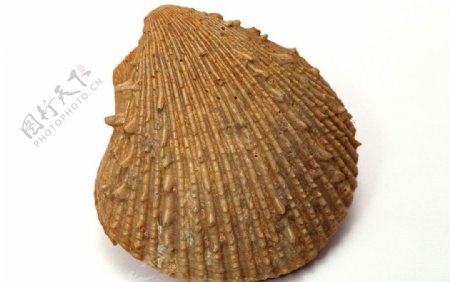 海洋生物化石图片