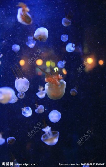 海洋馆鱼类水母摄影图片