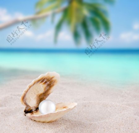 沙滩贝壳珍珠图片