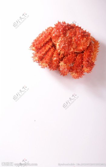 螃蟹帝王蟹图片