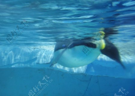 潜水企鹅图片