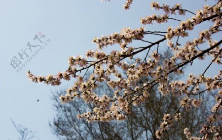 春季花朵图片