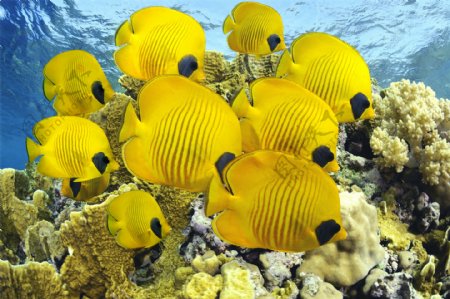 黄色热带鱼图片