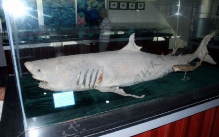 食人鲨图片