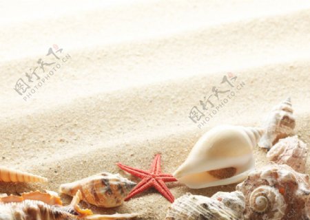 海星海螺贝壳图片