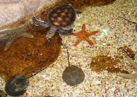 海龟海星图片