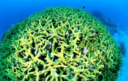 绿色珊瑚图片