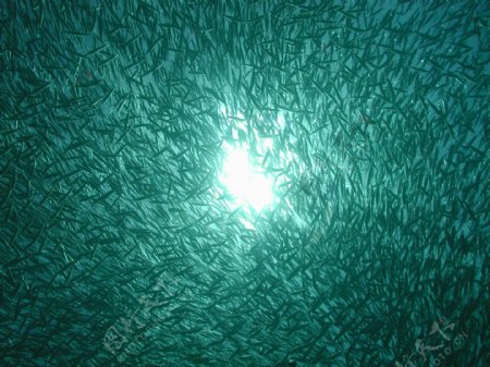 金枪鱼海底阳光图片