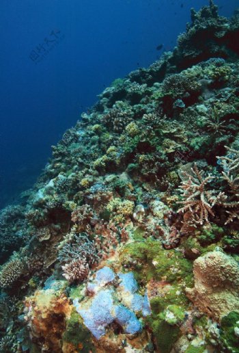 珊瑚礁之海图片