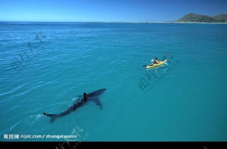 大海恶鲨图片