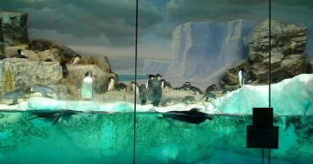 日本风光水族馆里的企鹅图片