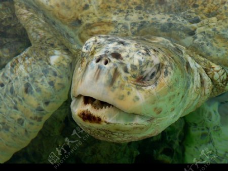 丑陋的海龟图片