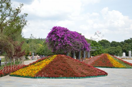 花卉景观图片