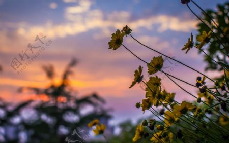 晚霞中的野菊花图片