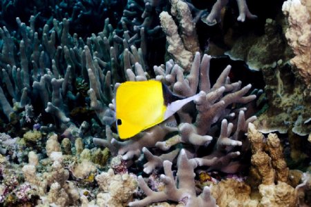 珊瑚礁边的热带鱼图片