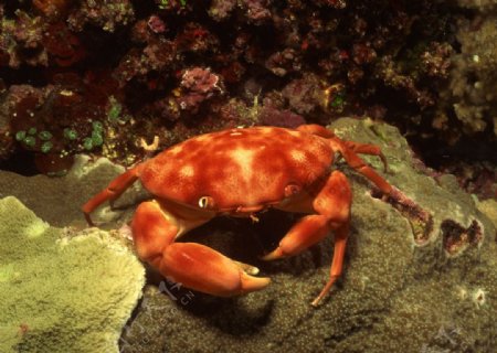 海底世界红蟹螃蟹图片