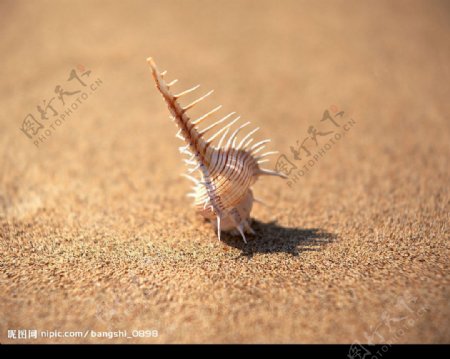 海洋生物图片