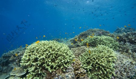 珊瑚礁的鱼群图片