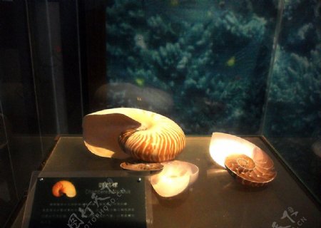 四大海螺之鹦鹉螺图片