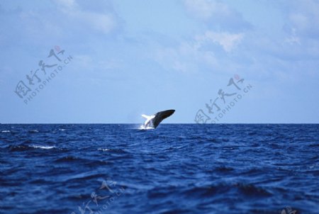 鲸鱼图片