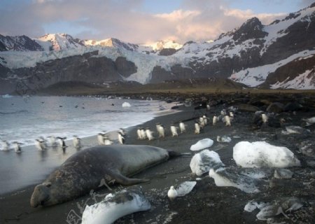 海豹企鹅雪山图片