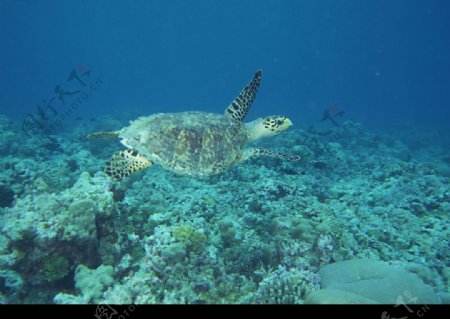海洋生物海龟图片
