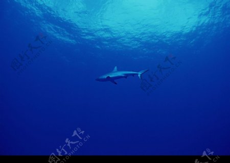 海洋生物图片