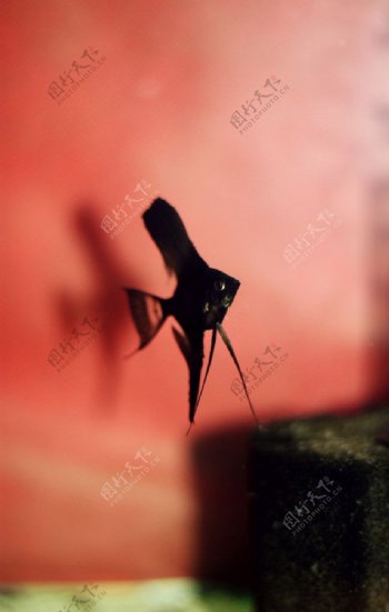 墨燕神仙鱼图片