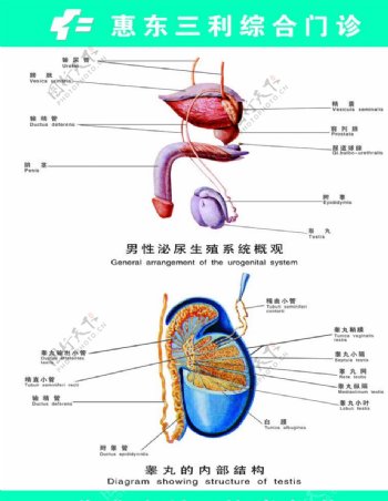 男性泌尿生殖系统概观图片