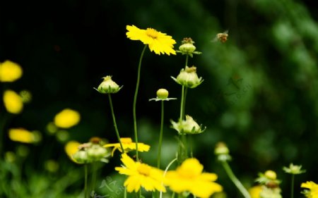 野菊花图片