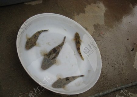 泰国笋壳鱼图片