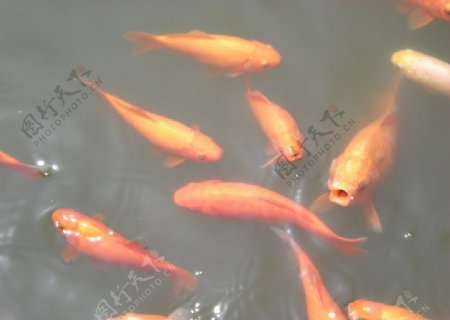 苏州水中鱼图片