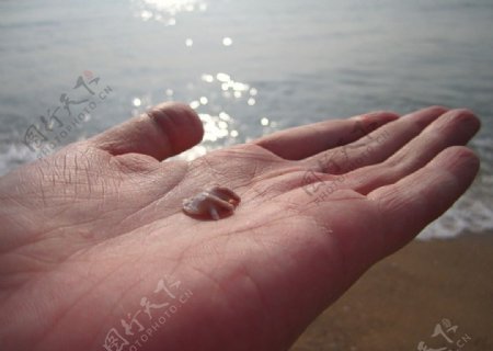 手心里的贝壳图片