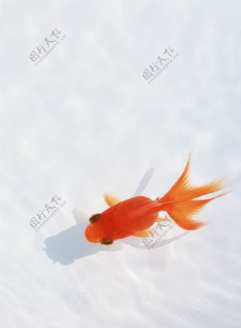 一条金鱼图片